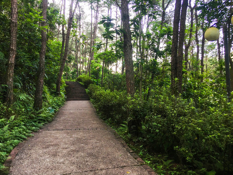 森林公园登山道