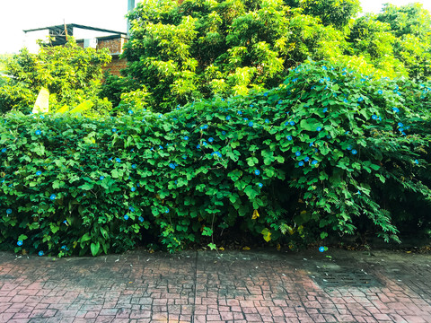 喇叭花庭院绿化墙