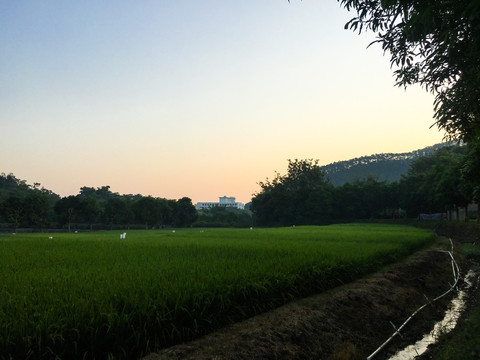 清晨的稻田
