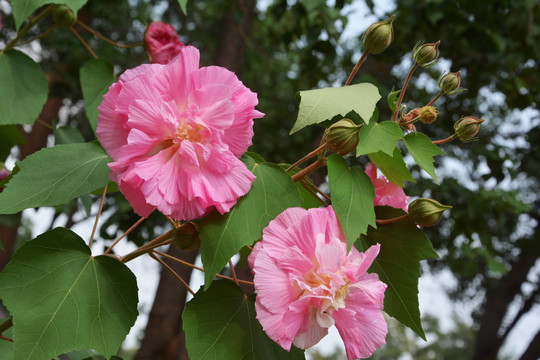 芙蓉花开