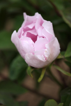 浅粉色牡丹花