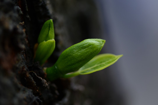 菠萝蜜胚芽