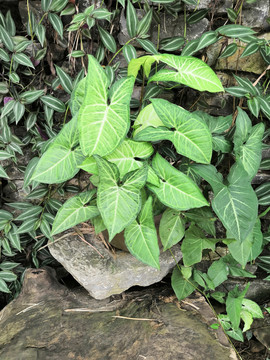 合果芋植物