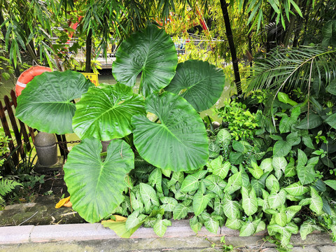 海芋植物