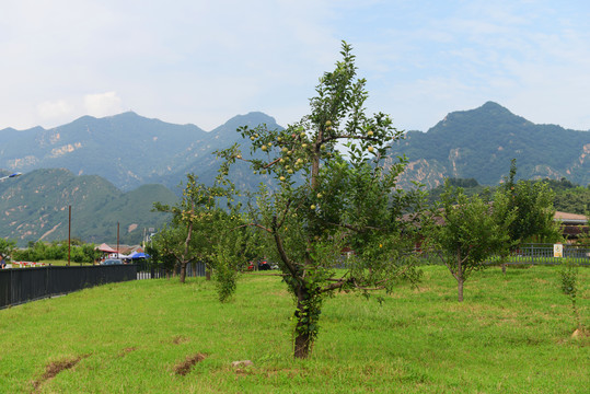 苹果树