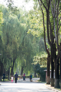 公园小路
