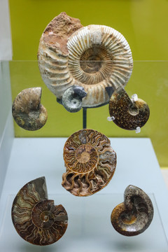 菊石古生物标本