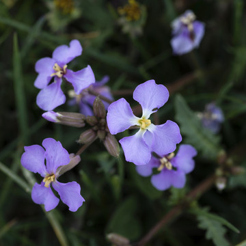 小花