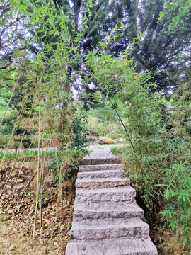 竹林台阶