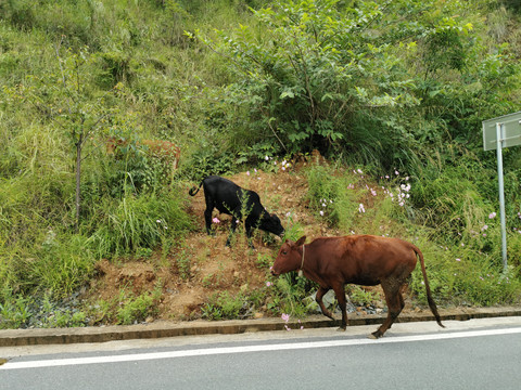 公路上的牛