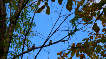 柳枝上嬉戏的麻雀鸟