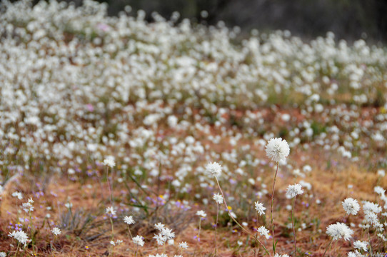 西澳的野花