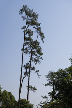 两棵松树