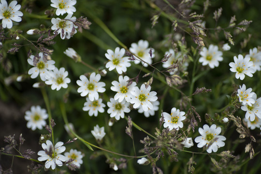 山花
