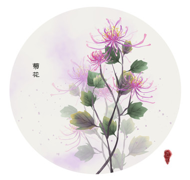菊花