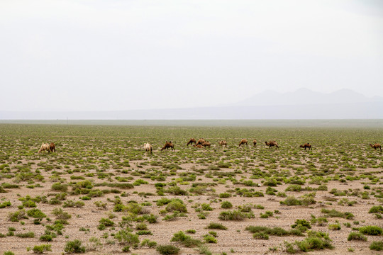 荒漠旱地