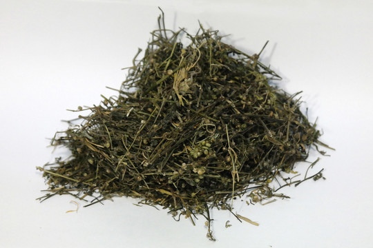 白花蛇舌草