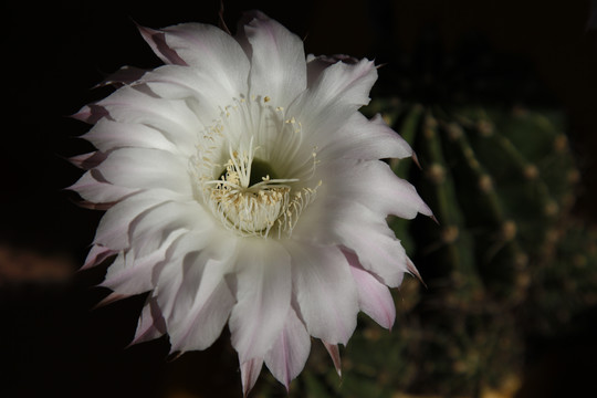 仙人球花沙漠植物仙人掌粉花