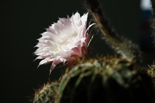 仙人球花沙漠植物仙人掌粉花