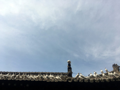 房顶的鸽子