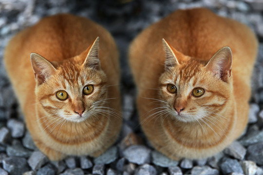 两只狸花猫