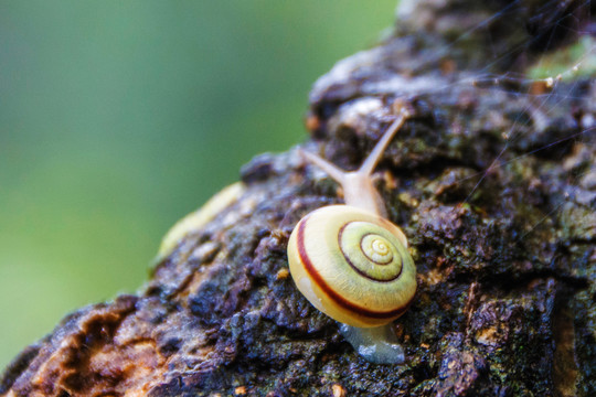 树上的一只蜗牛