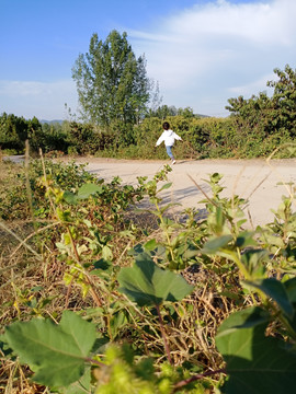 田间小路