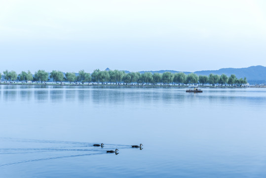 杭州西湖自然风光水中野鸭