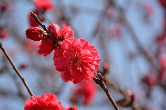 桃花