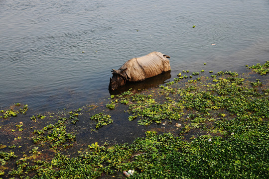 尼泊尔白犀牛