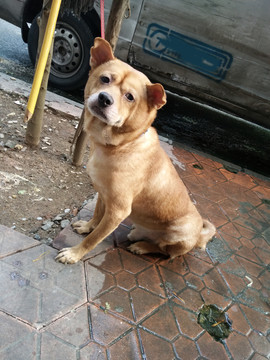 狗