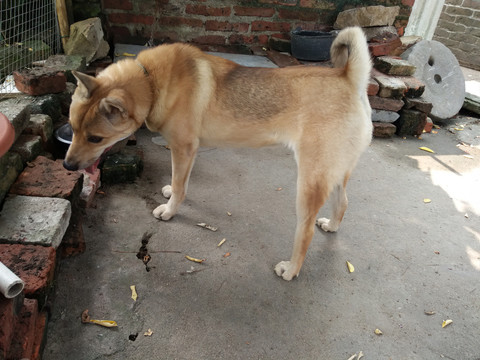 狗