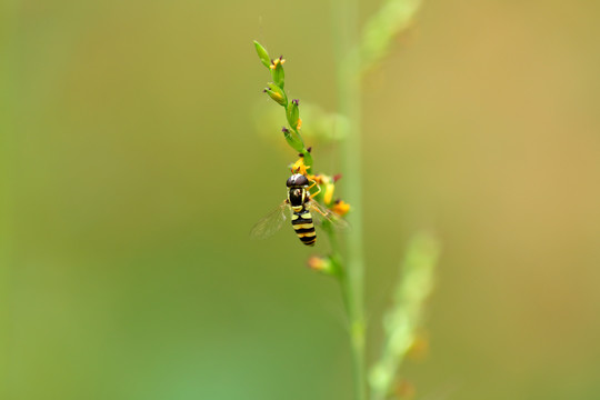 野蜂采蜜