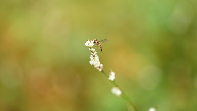 昆虫摄影