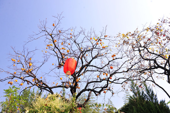 秋天柿子树与红灯笼