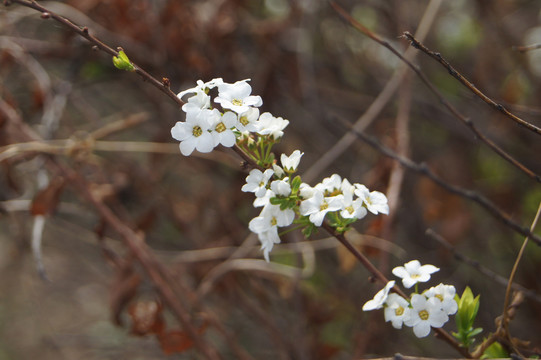 珍珠绣线菊