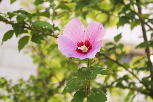 木槿花开