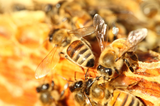 蜜蜂微距特写