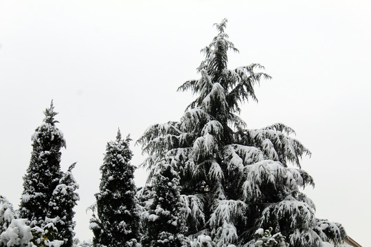 树上的积雪