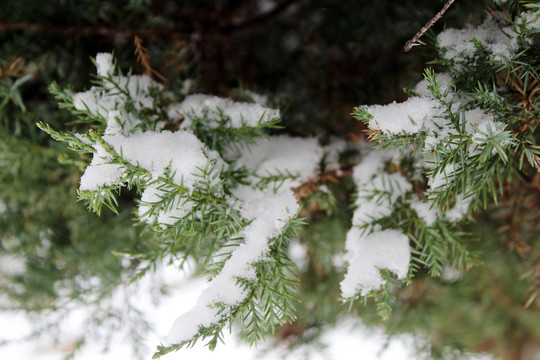 松柏树上的积雪