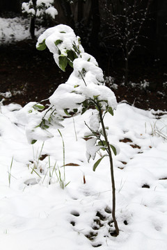 被积雪压弯的小树