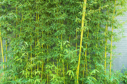 翠竹