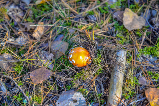 森林中的金黄色野生蘑菇