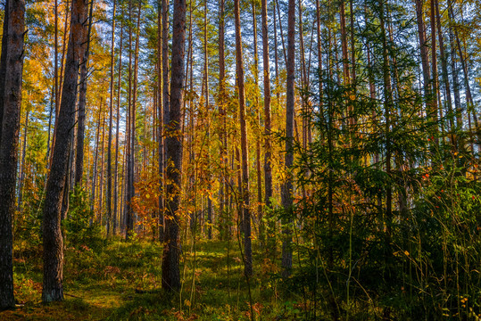 秋季的俄罗斯森林