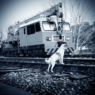 铁路沿线的流浪狗