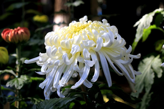 大观楼菊花