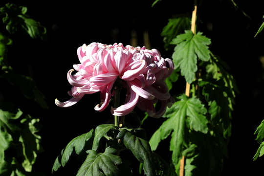 大观楼菊花