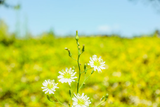 暖菊花