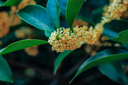 中秋桂花