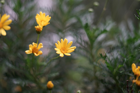 黄甘菊